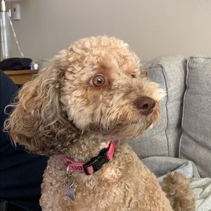 Meet your Posher, Nancy